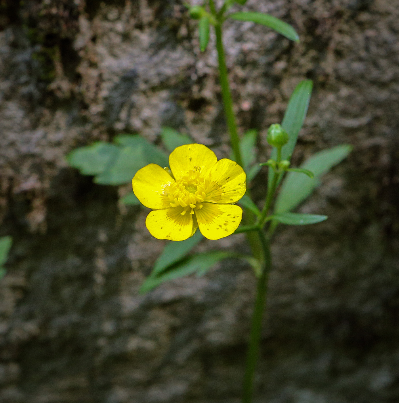 Image of Ranunculus repens specimen.