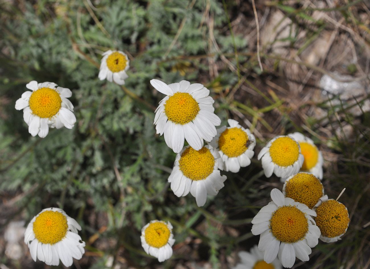 Image of Unknown species specimen.