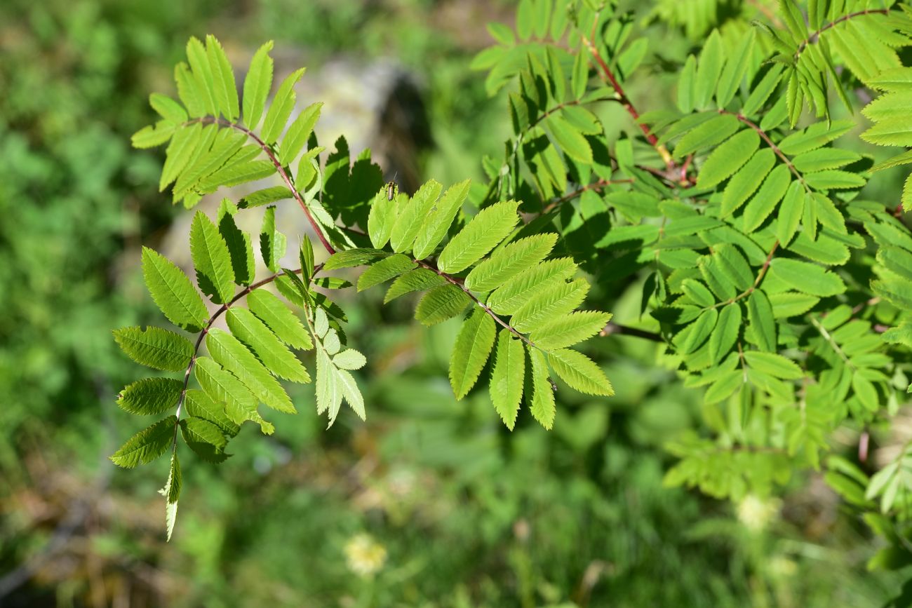 Image of Sorbus aucuparia specimen.