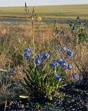 Myosotis asiatica. Цветущее растение. Чукотка, Чаунская низм., побережье Чаунской губы, устье р. Тьэюкууль. 20.07.2005.