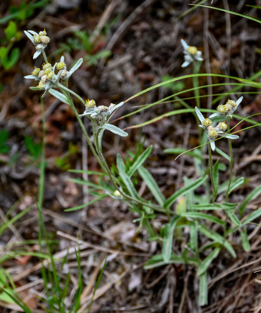 Image of genus Leontopodium specimen.