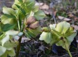 Helleborus caucasicus. Верхушка цветущего растения. Республика Адыгея, Майкопский р-н, с.-з. край карьера компании \"Волма\", луг. 31 марта 2026 г.