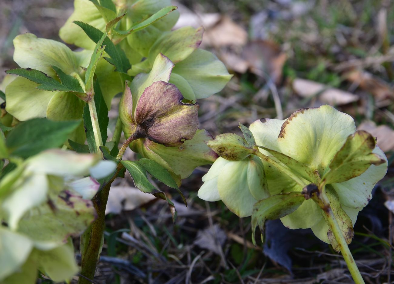 Image of Helleborus caucasicus specimen.