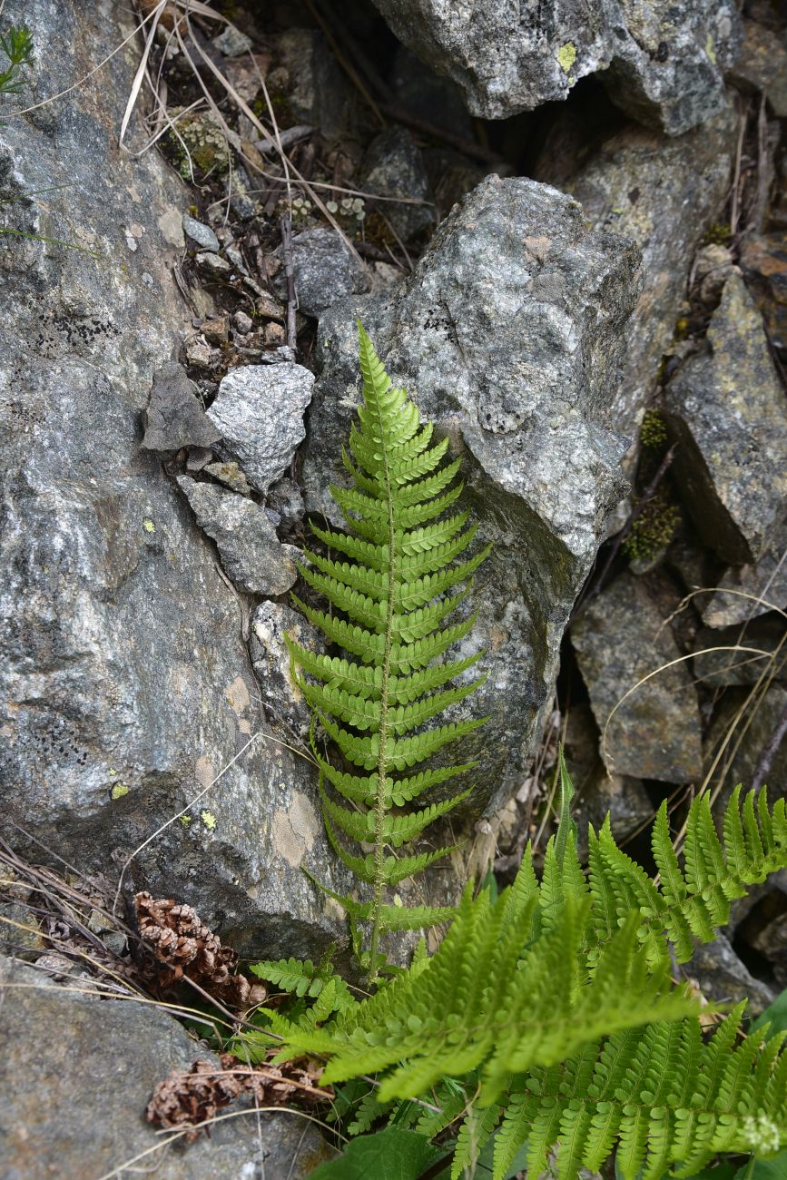 Image of genus Dryopteris specimen.