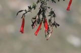 Cantua buxifolia. Веточки с цветками. Перу, регион Арекипа, пров. Кайльома, каньон р. Колка, верхняя часть левого борта каньона. 7 марта 2014 г.