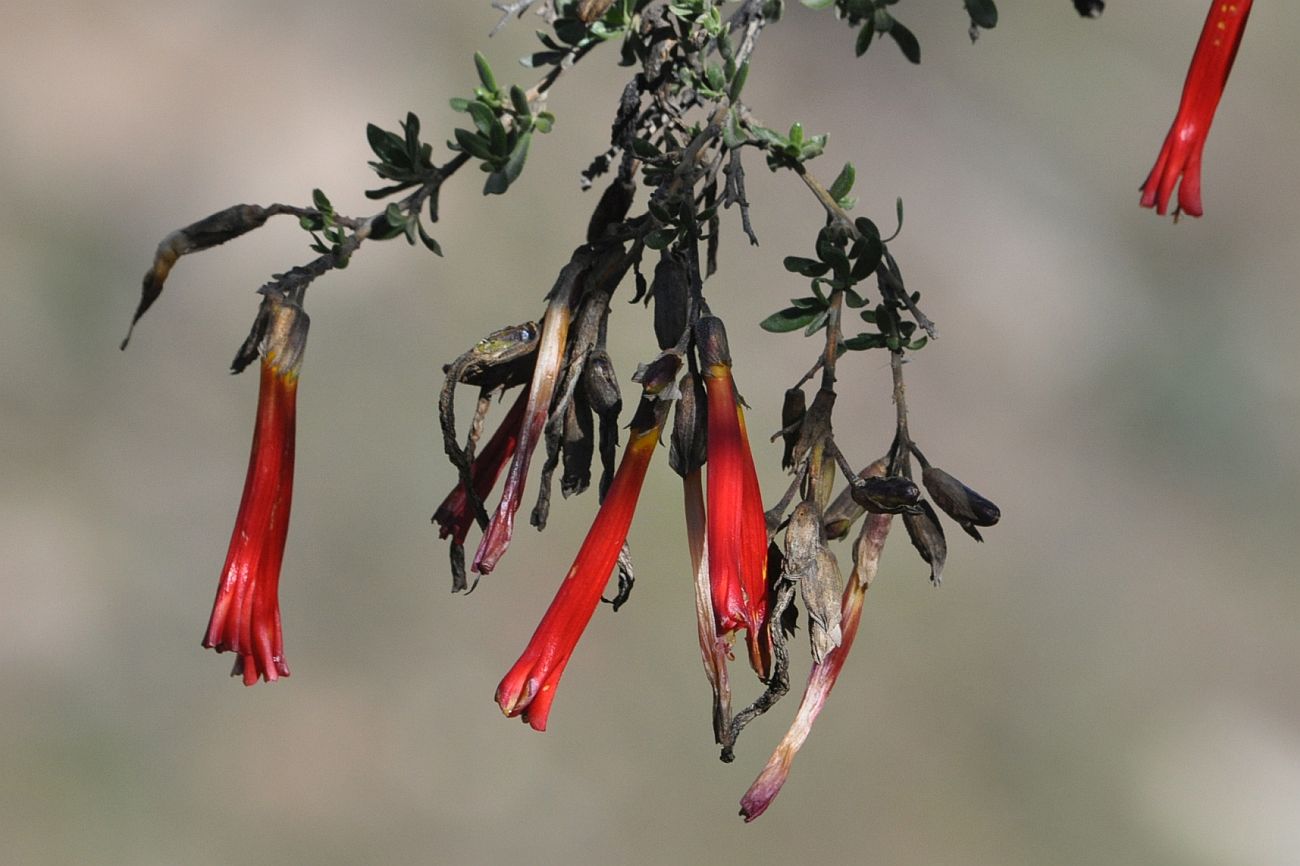 Image of Cantua buxifolia specimen.