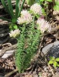 Pseudosedum longidentatum. Цветущее растение. Казахстан, Туркестанская обл., окр. пос. Жабаглы, ущ. Иргалы, крупно-каменистый склон. 29 мая 2026 г.