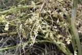 Zosima absinthifolia. Листва. Республика Дагестан, Ахтынский р-н, с. Ахты, горный склон. 29.06.2026.