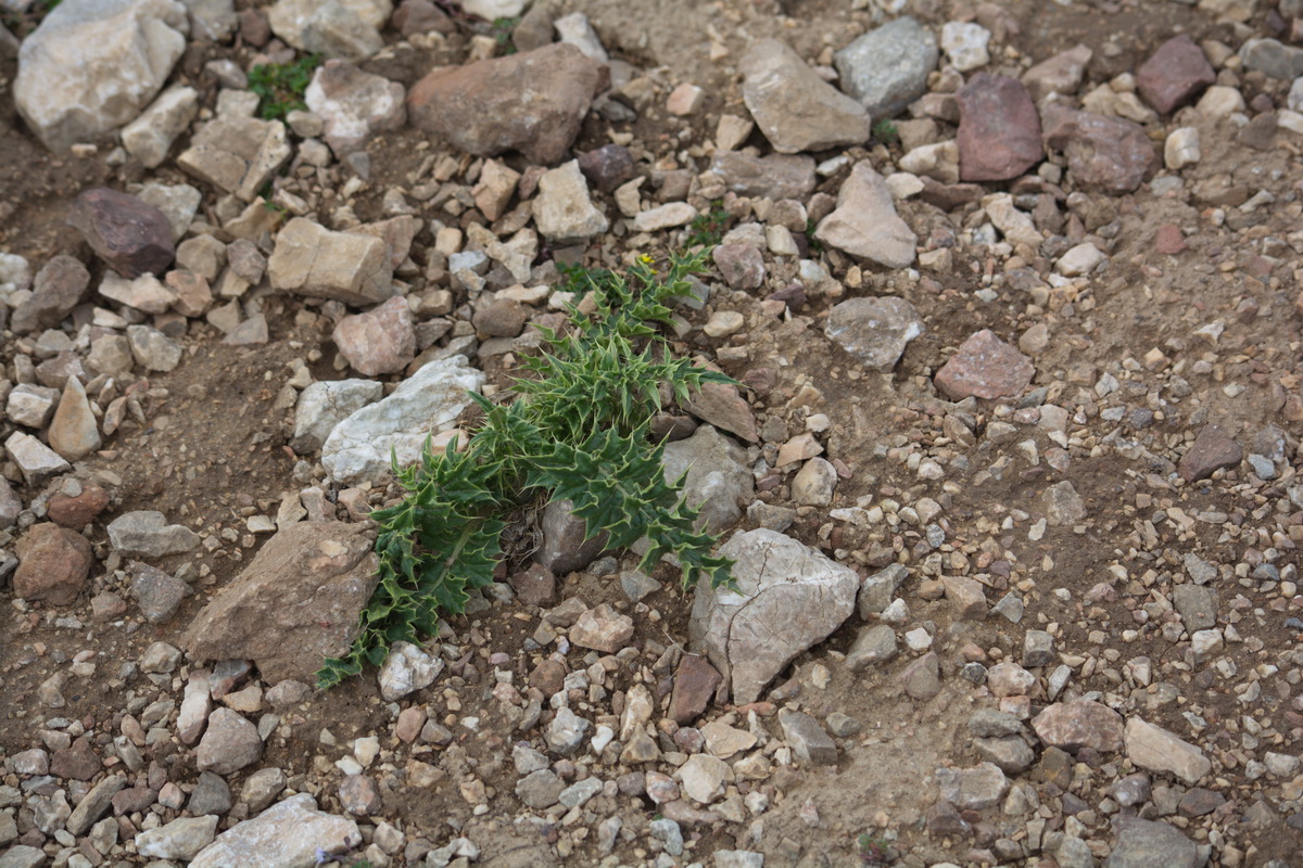 Image of Unknown species specimen.