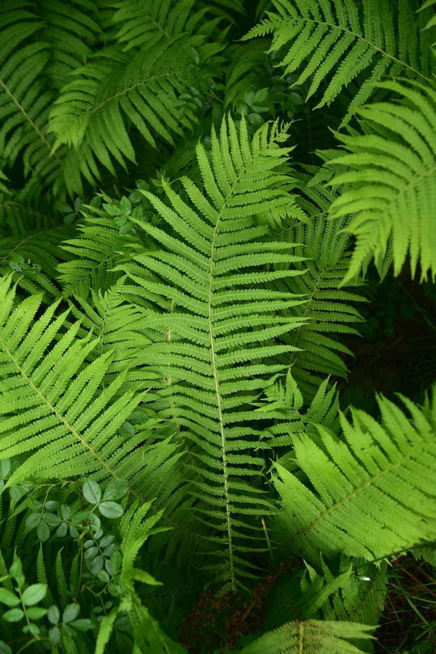Image of Matteuccia struthiopteris specimen.