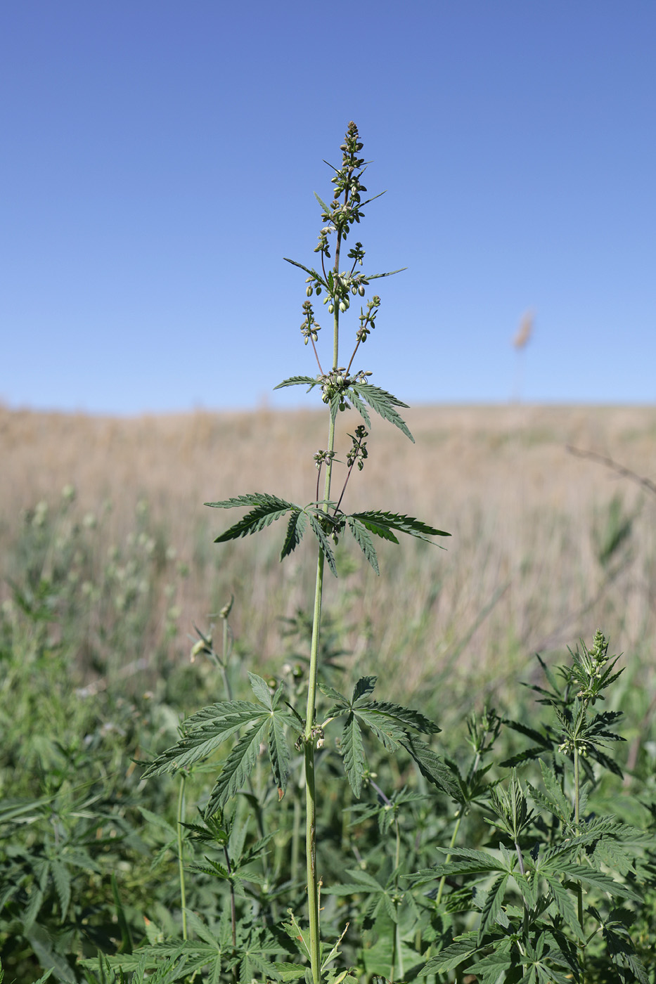 Image of Cannabis sativa var. spontanea specimen.