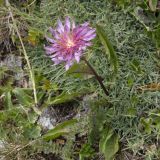 Taraxacum porphyranthum