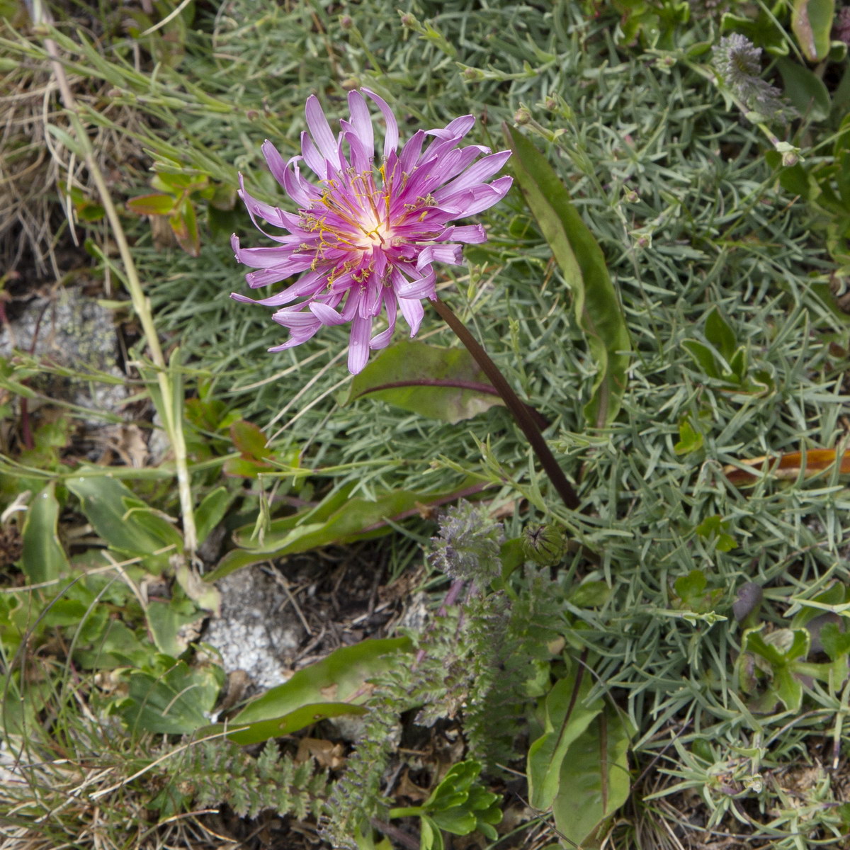 Image of Taraxacum porphyranthum specimen.