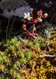 Saxifraga spinulosa. Цветущее растение. Хабаровский край, р-н имени Лазо, массив горы Ко, склон горы Столовая, выс. ≈ 1820 м н.у.м., каменистые россыпи. 02.08.2026.