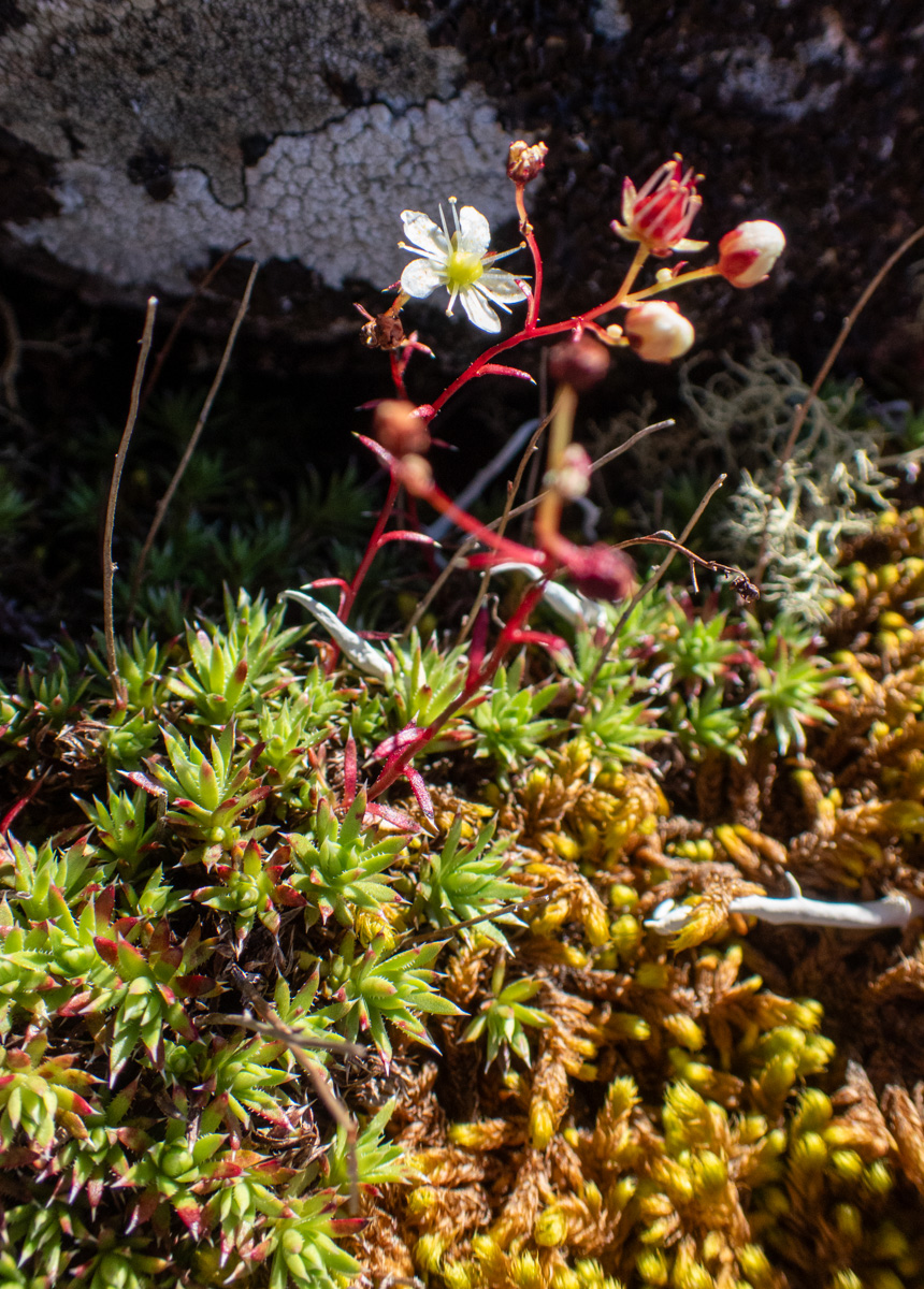Image of Saxifraga spinulosa specimen.