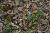 genus Phelipanche. Цветущее растение. Турция, ил Артвин, у монастыря Парехи, на скальной полке. 12 июня 2026 г.