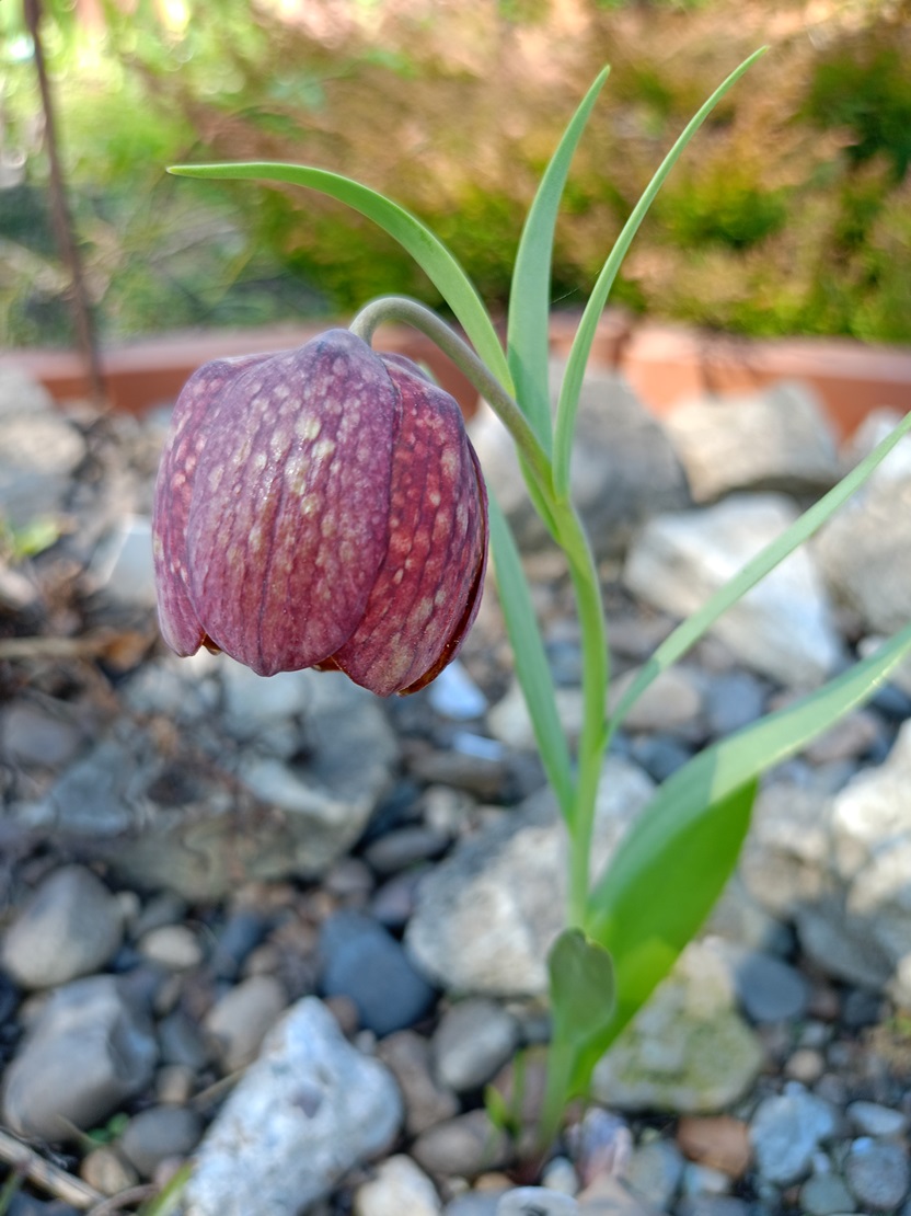 Изображение особи Fritillaria grandiflora.