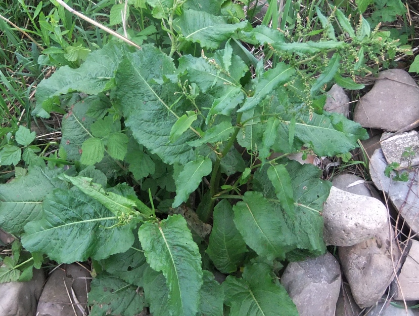 Image of Rumex obtusifolius specimen.