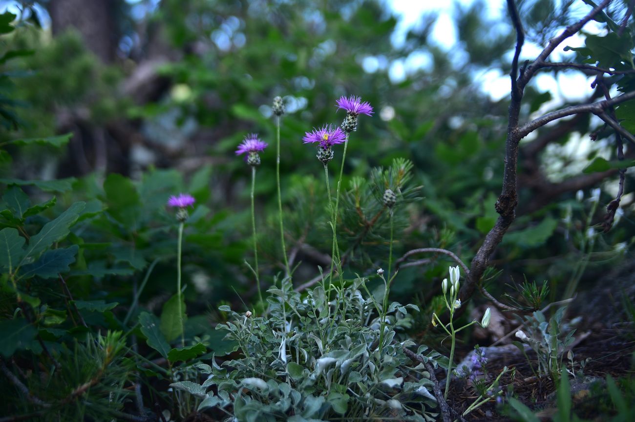 Image of Unknown species specimen.