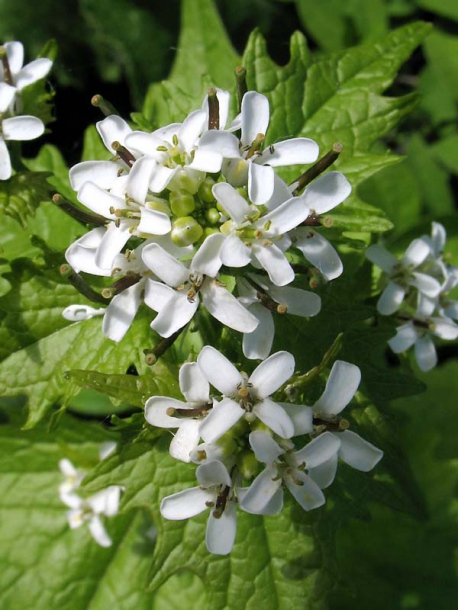 Image of Alliaria petiolata specimen.