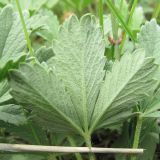 Potentilla incana