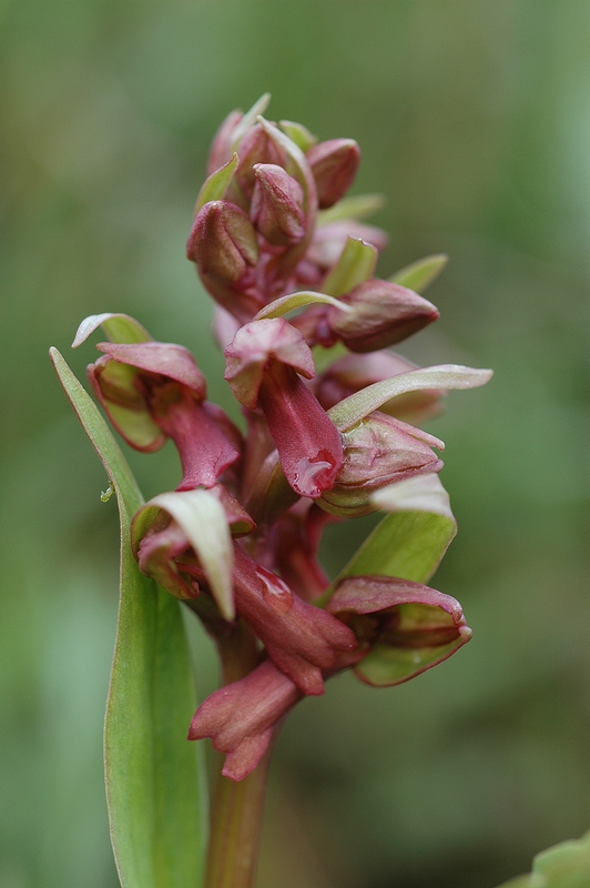 Изображение особи Dactylorhiza viridis.