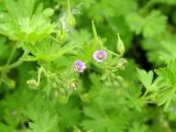 Geranium pusillum