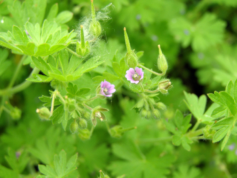 Image of Geranium pusillum specimen.