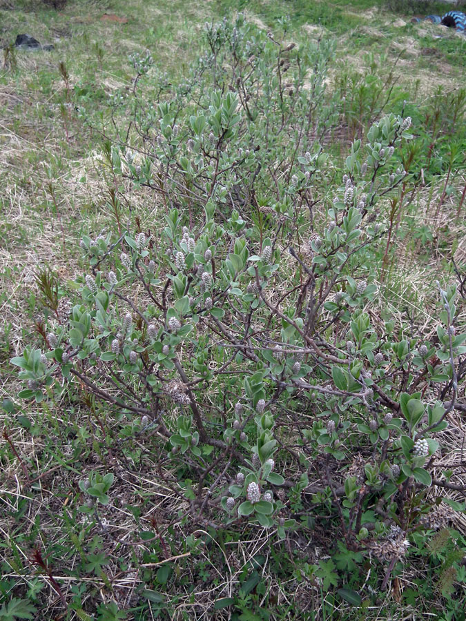 Image of Salix glauca specimen.