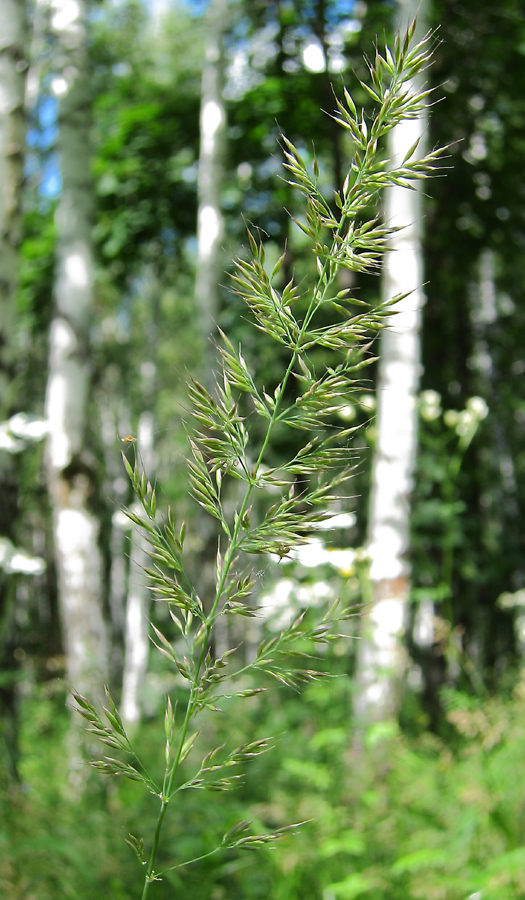 Изображение особи Calamagrostis arundinacea.