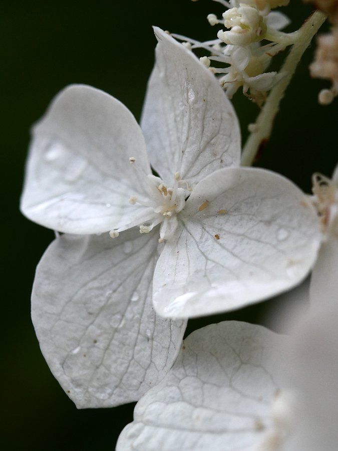 Изображение особи Hydrangea heteromalla.