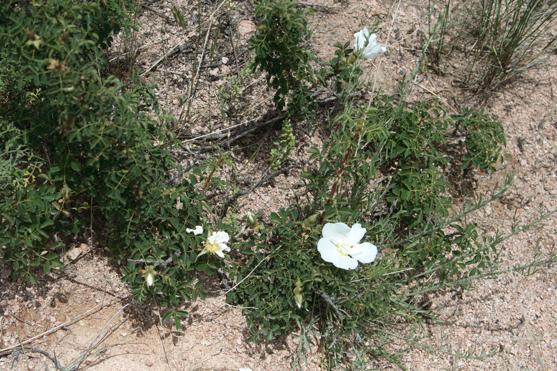 Image of Rosa fedtschenkoana specimen.