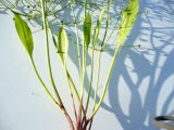 Alisma gramineum. Розетка прикорневых листьев. Новосибирская обл., Карасукский р-н, окр. бывшего с. Баское, у берега канала. 13.08.2011.