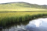 Carex pamirica ssp. dichroa