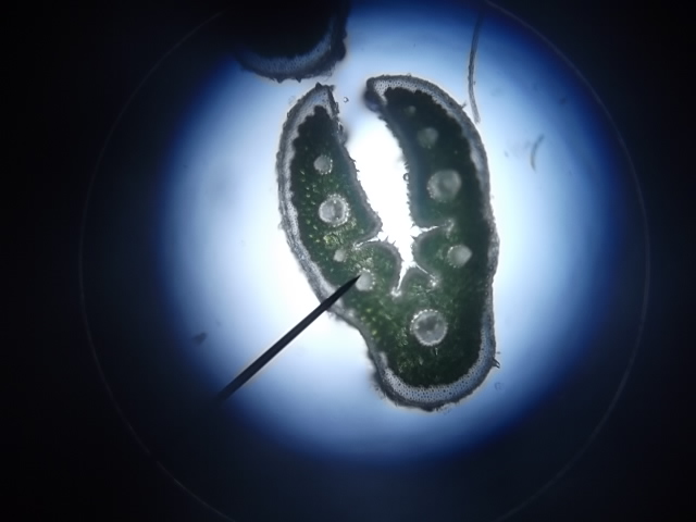 Image of Festuca trachyphylla specimen.