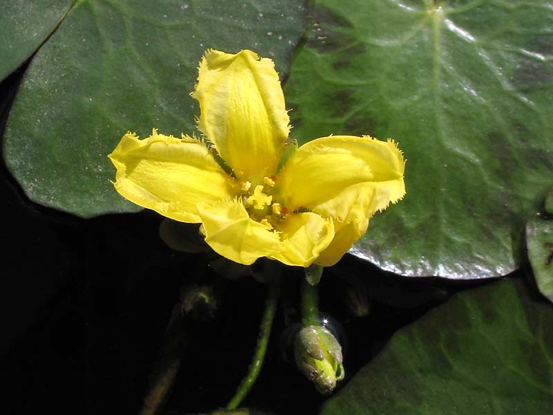 Изображение особи Nymphoides peltata.