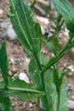 Goldbachia torulosa