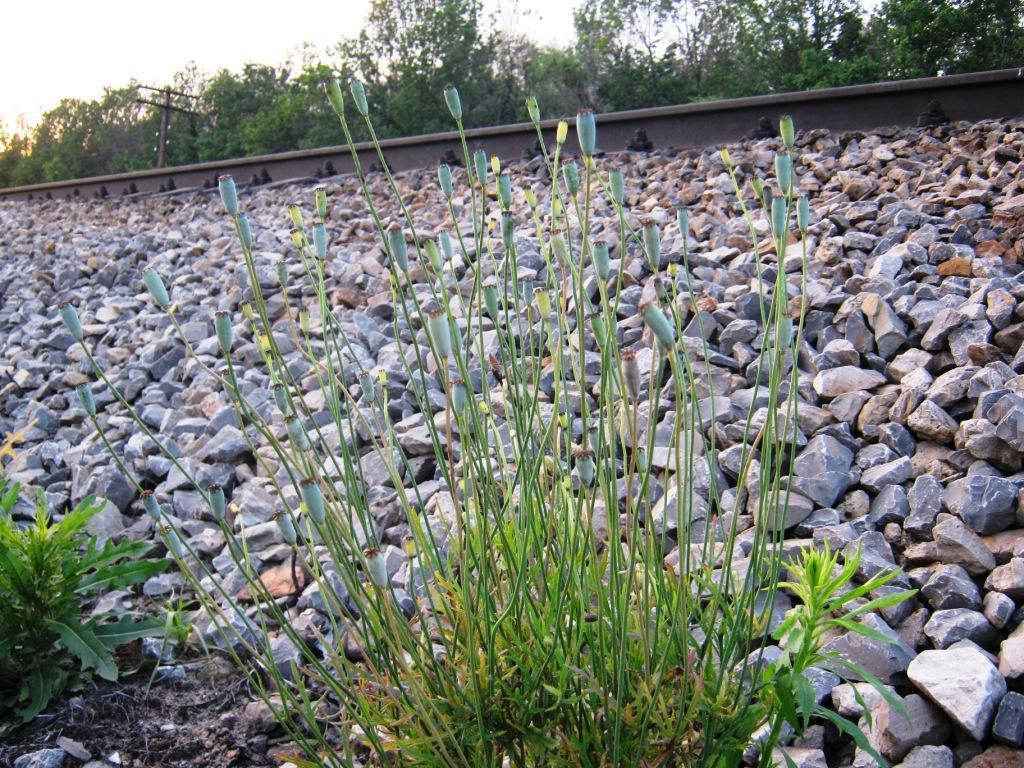 Image of genus Papaver specimen.