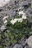 Anemonastrum protractum. Цветущие растения (на переднем плане листья Allium carolinianum). Южный Казахстан, Таласский Алатау, ущелье Коксай, высота 2650 м н.у.м. 20.07.2010.