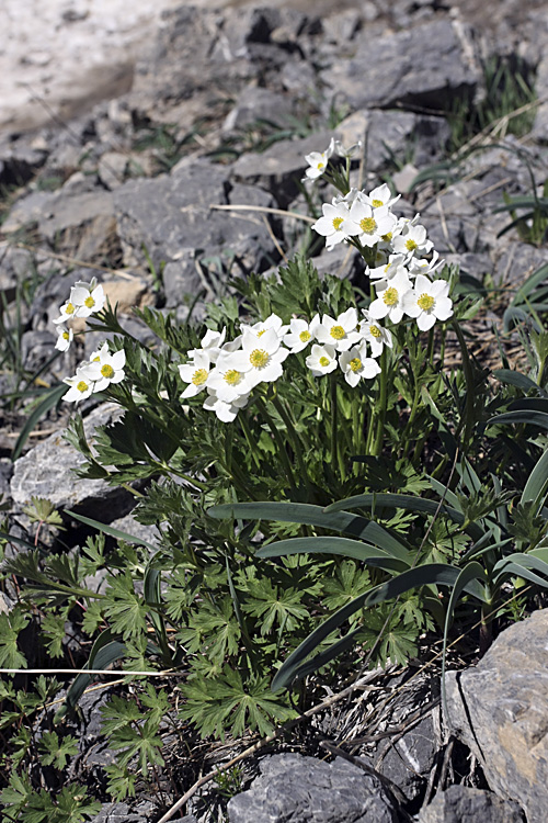 Изображение особи Anemonastrum protractum.