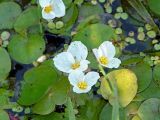 Hydrocharis morsus-ranae