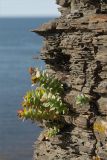 Rhodiola rosea. Отцветающее растение. Мурманская обл., п-ов Средний, м. Земляной, побережье. 31.07.2009.