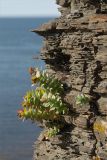 Rhodiola rosea. Отцветающее растение. Мурманская обл., п-ов Средний, м. Земляной, побережье. 31.07.2009.