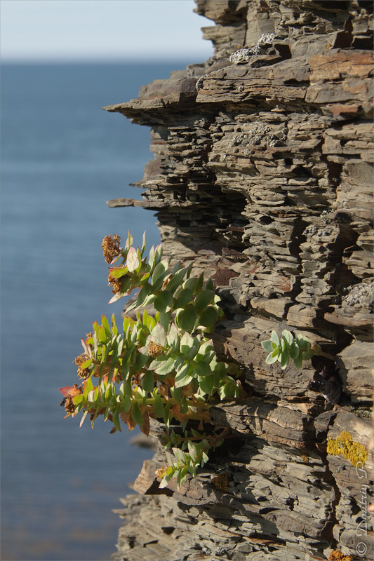 Изображение особи Rhodiola rosea.