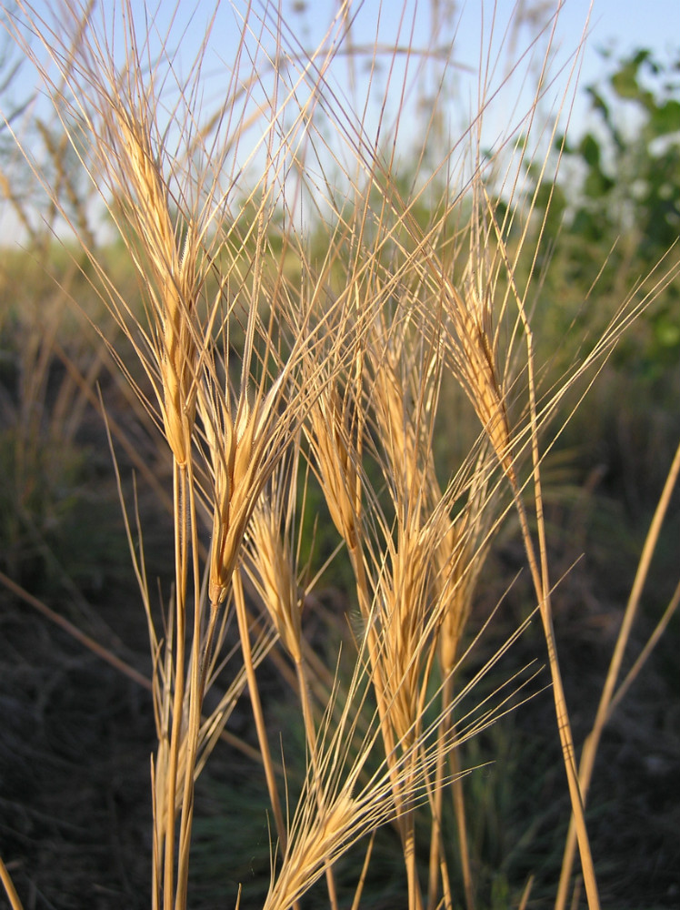 Image of Secale sylvestre specimen.