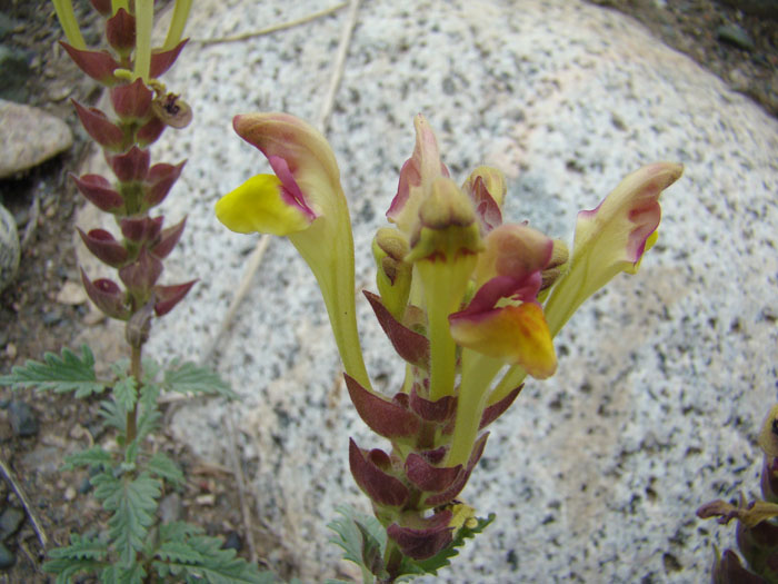 Изображение особи Scutellaria mesostegia.