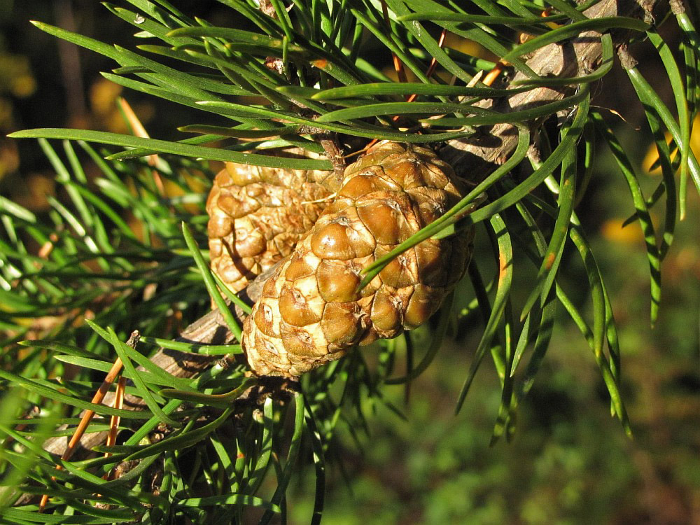 Image of Pinus banksiana specimen.