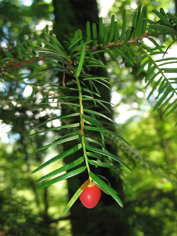 Изображение особи Taxus baccata.