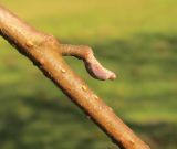 Alnus glutinosa