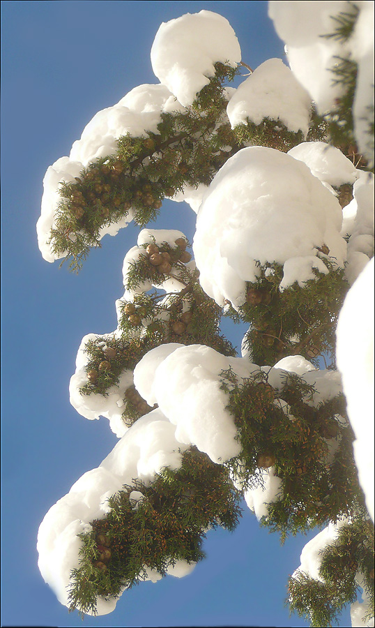 Изображение особи Cupressus sempervirens.